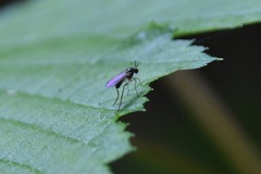 Rhaphium