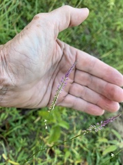 Polygala appendiculata