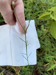Polygala appendiculata