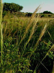 Aristida junciformis