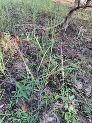 Polygala appendiculata