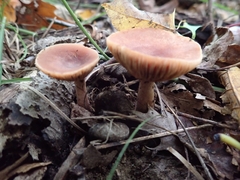 Lactarius mutabilis
