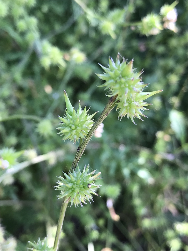 Succowia