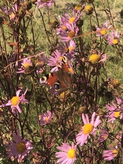 Aglais io