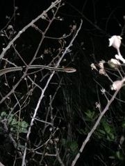 Chironius flavolineatus