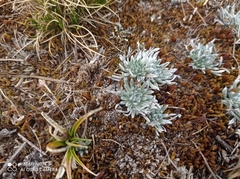 Plantago lamprophylla