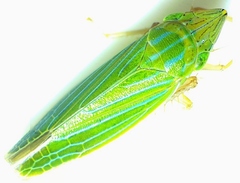 Draeculacephala mollipes