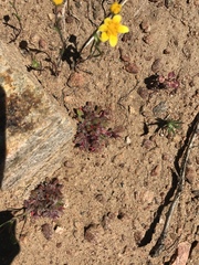 Chorizanthe polygonoides longispina