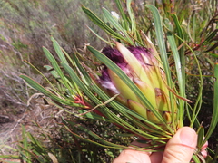 Protea longifolia minor