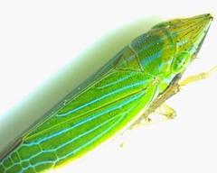 Draeculacephala mollipes