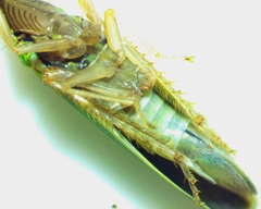 Draeculacephala mollipes