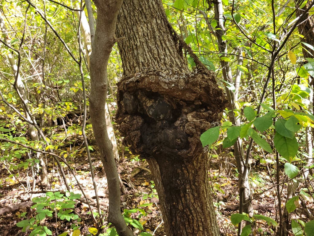 Neonectria from Jamestown Township, IN, USA on October 19, 2021 at 03: ...