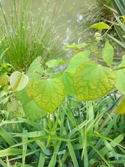 Cercis canadensis