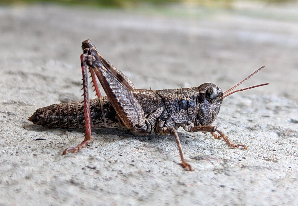 Melanoplus oregonis