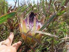 Protea longifolia minor