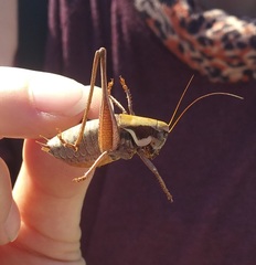 Pholidoptera pustulipes