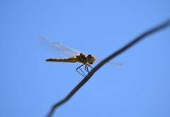 Sympetrum fonscolombii