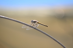 Sympetrum fonscolombii