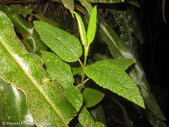 Aristeguietia glutinosa