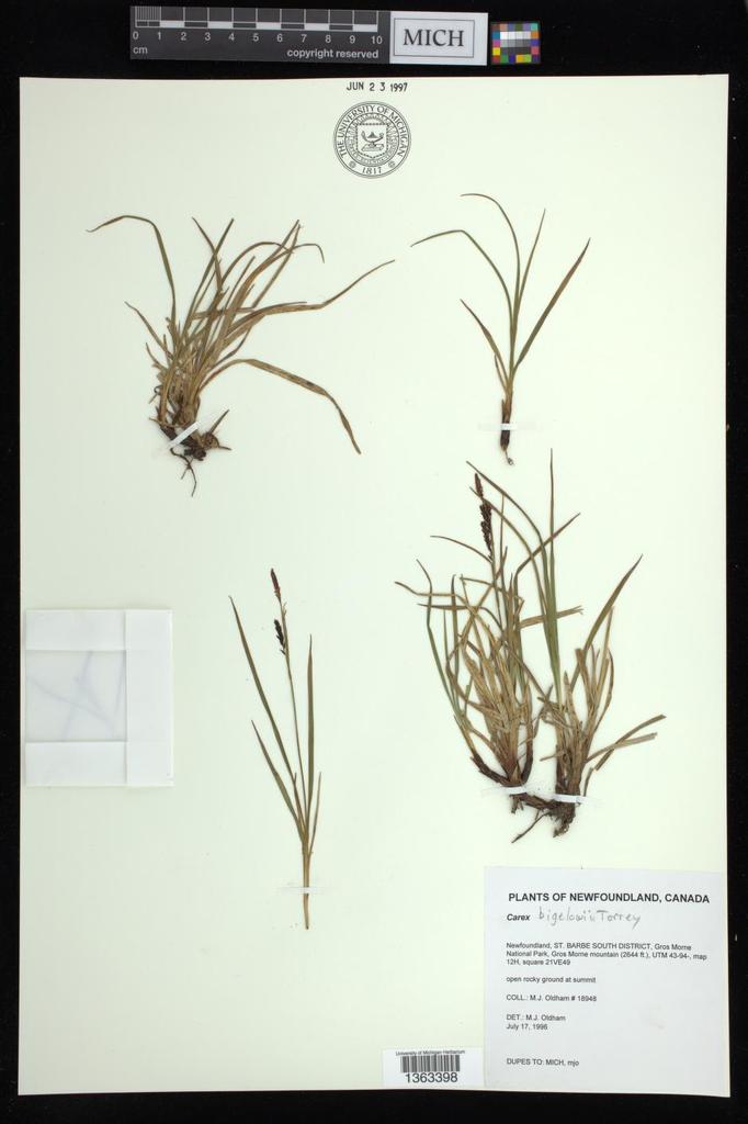 Bigelow's sedge from Newfoundland and Labrador, Canada on July 17, 1996