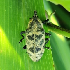 Ileomus mucoreus