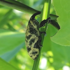 Ileomus mucoreus