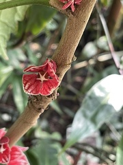 Pavonia strictiflora