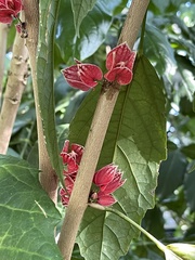 Pavonia strictiflora
