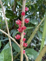 Pavonia strictiflora