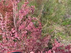 Erica flexistyla (Erica flexistyla)
