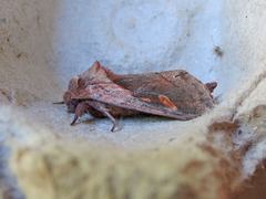 Bellura densa