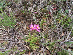 Ixia erubescens