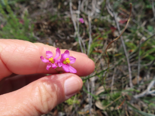 Image of Ixia erubescens by (c) linkie, some rights reserved (CC BY)