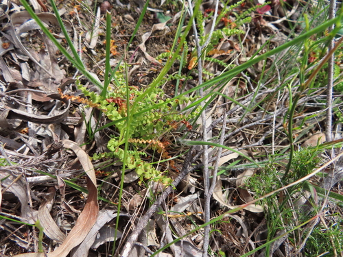 Image of Ixia erubescens by (c) linkie, some rights reserved (CC BY)