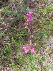 Ixia erubescens