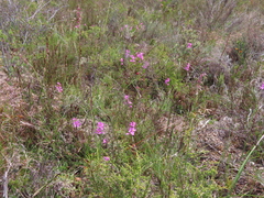 Ixia erubescens
