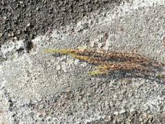 Veronica arvensis