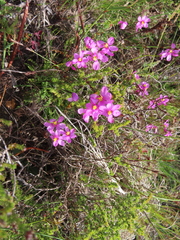 Ixia erubescens