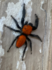 Phidippus cardinalis