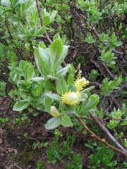 Salix commutata