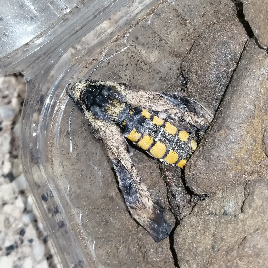 Manduca perplexa