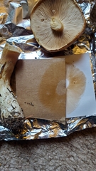 Phlegmacium variosimile