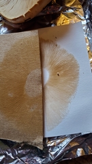 Phlegmacium variosimile