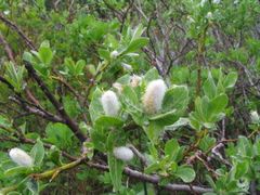Salix commutata