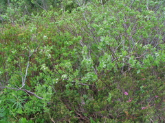 Salix commutata