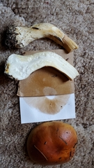 Phlegmacium variosimile