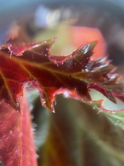 Begonia × tuberhybrida