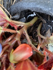 Begonia × tuberhybrida