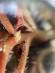 Begonia × tuberhybrida