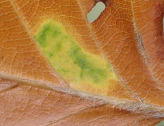 Phyllonorycter messaniella